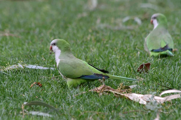 Monk parakeet (Myiopsitta monachus)