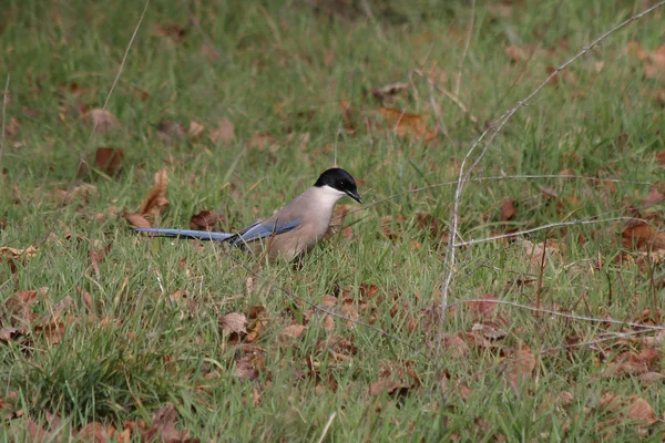 Magpie Asa Azure Cyanopica Cyana — Fotografia de Stock