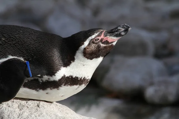 フンボルトペンギン スフェニコス Humboldti — ストック写真