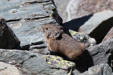 Alp pika (Ochotona alpina)