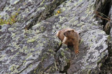 Gri Marmot (Marmota baibacina)