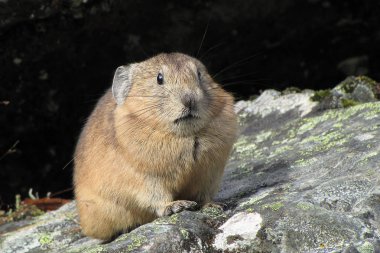 Alp pika (Ochotona alpina)