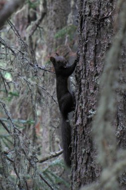 Avrasya kızıl sincabı (Sciurus vulgaris)