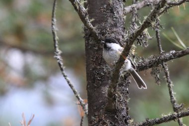 Söğüt baştankara (poecile montanus)