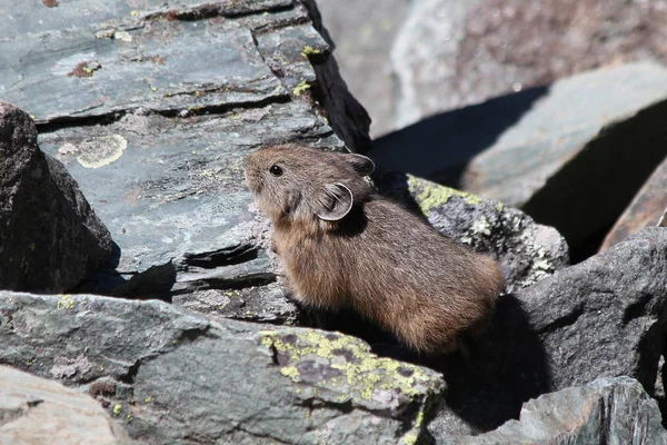 Alp pika (Ochotona alpina)
