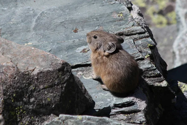 Alp pika (Ochotona alpina)