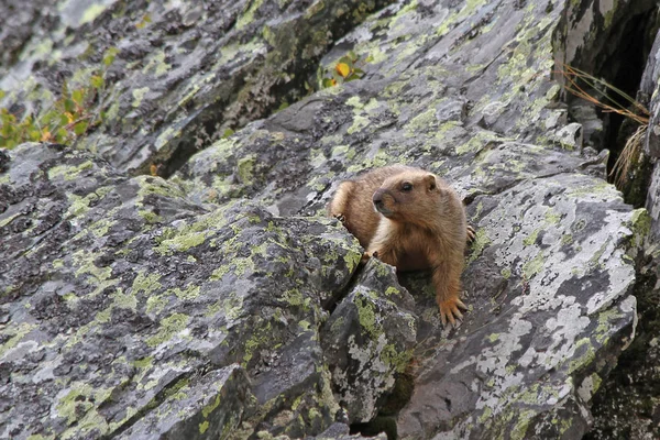 Gri Marmot (Marmota baibacina)