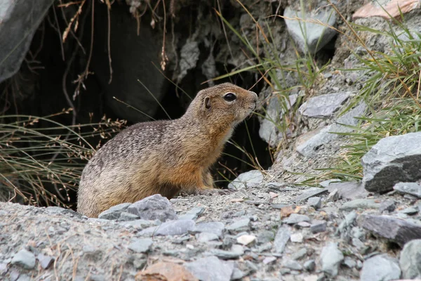 uzun kuyruklu zemin sincap (Spermophilus undulatus)