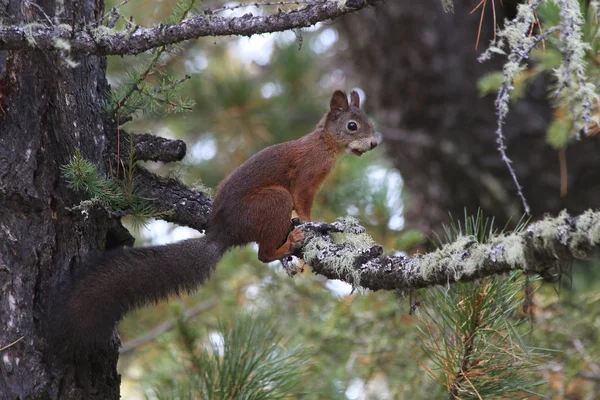 Κόκκινος Ευρασιατικός Σκίουρος Sciurus Vulgaris — Φωτογραφία Αρχείου