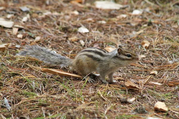 Esquilos Siberianos Tamias Sibiricus — Fotografia de Stock