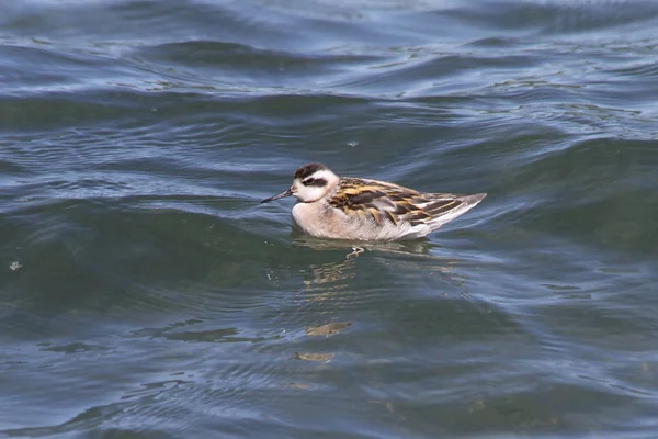 Rödhalsad Falarit Phalaropus Lobatus — Stockfoto