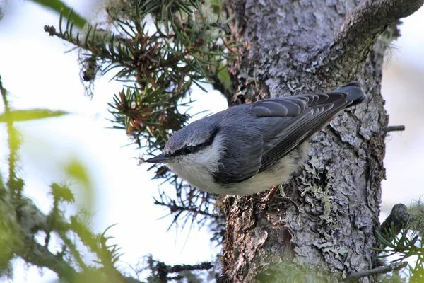 Eurasiatisk Nuthatch Sitta Europaea — Stockfoto