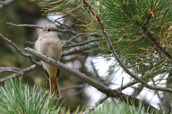 Female Rufous Backed Redstart Phoenicurus Erythronotus — Stock Photo, Image