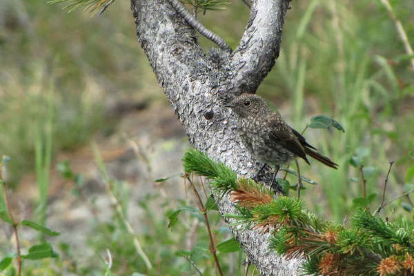 Démarrage Roux Juvénile Phoenicurus Erythronotus Soutenu Par Rufous — Photo