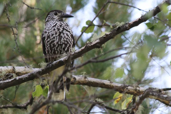 Spotted Nutcracker Nucifraga Caryocatactes — Stock Photo, Image