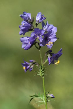 Jacob's Ladder veya Yunan Kediotu (Polemonium caeruleum)