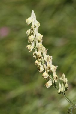 Bilinen veya Wolf's bane Aconitum barbatum