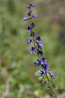 Alp delphinium (Delphinium elatum)