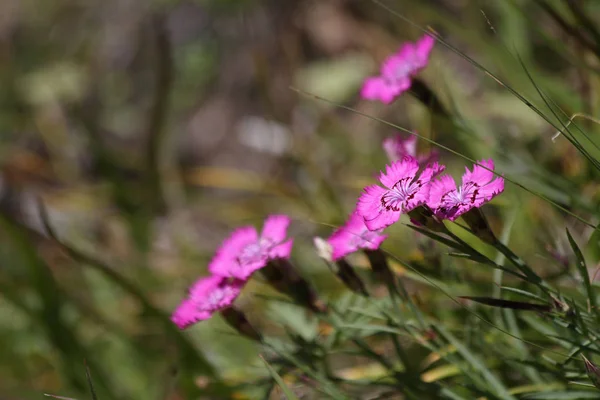 Горное Растение Dianthus Versicolor — стоковое фото