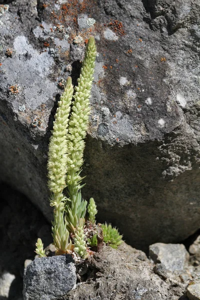 Mountain Plant Orostachys Spinosa — Stock Photo, Image