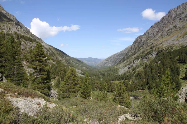 Rusia República Altai Bosque Montaña — Foto de Stock