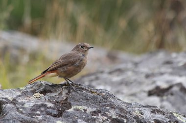 Kadın Kızıl sırtlı kızılkuyruk (Phoenicurus erythronotus)