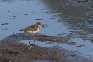 Temminck'ın kuşu (Calidris temmincki)