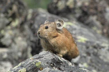 Alp pika (Ochotona alpina)