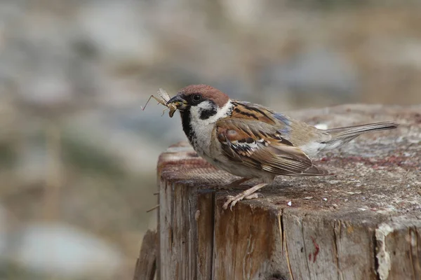 Eurasian Tree Sparrow Passer Montanus — Stock Photo, Image