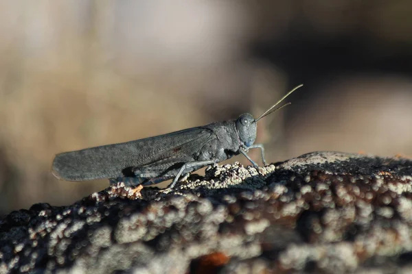 Insecte Désert Bryodema — Photo