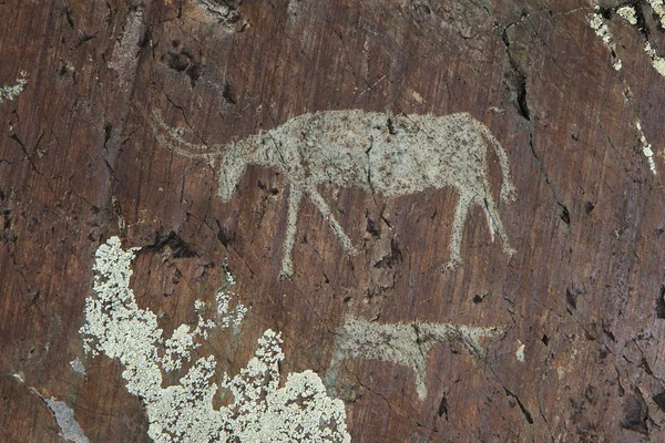 Russie République Altaï Petroglyphes Elangash Vache — Photo