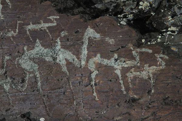 Russie République Altaï Petroglyphes Elangash Chameaux — Photo