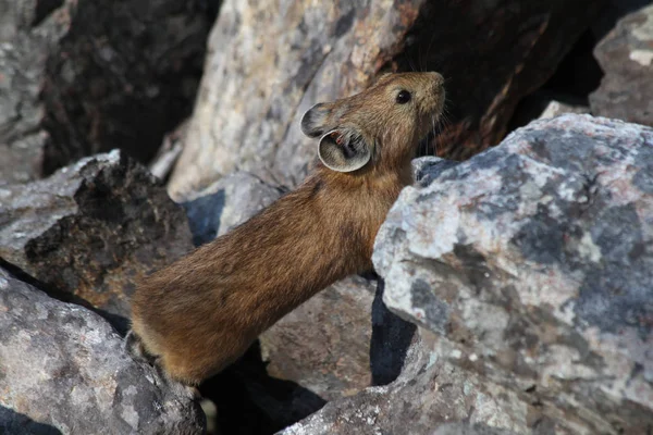 Alp pika (Ochotona alpina)