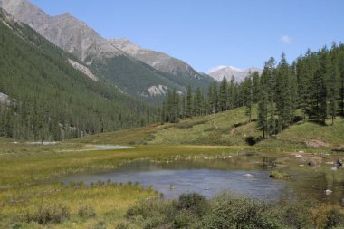 Rusya, Altay Cumhuriyeti: dağ orman