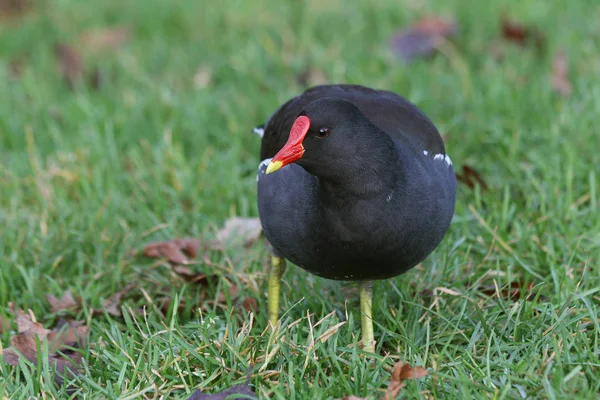 Moorhen Commun Gallinula Chloropus — Photo