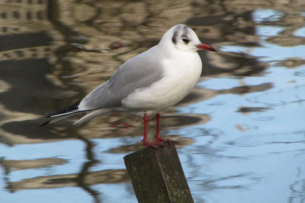 Black Headed Gull Chroicocephalus Ridibundus — Stock Photo, Image