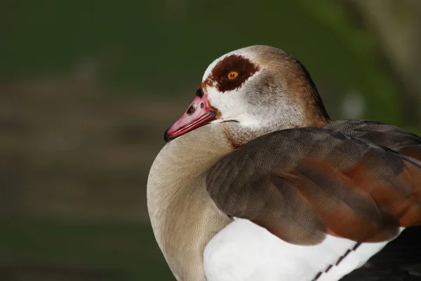 Egyptian Goose Alopochen Aegyptiacus — 스톡 사진