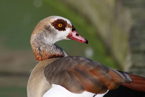 Egyptian Goose Alopochen Aegyptiacus — Stock Photo, Image
