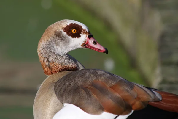 Egyptian Goose Alopochen Aegyptiacus — 스톡 사진