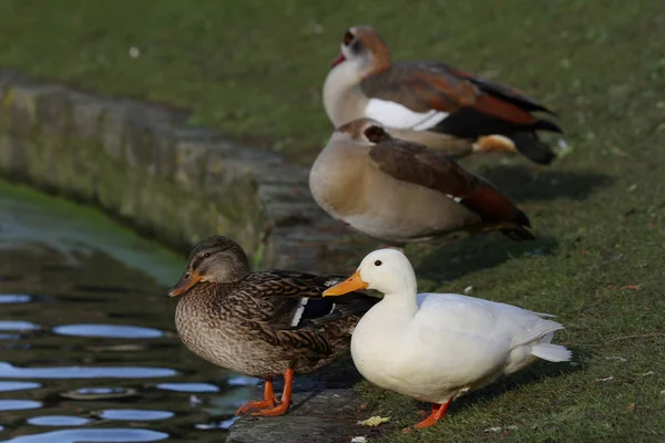 Stockenten Und Ägyptische Gänse Anas Platyrhynchos Alopochen Aegyptiacus — Stockfoto