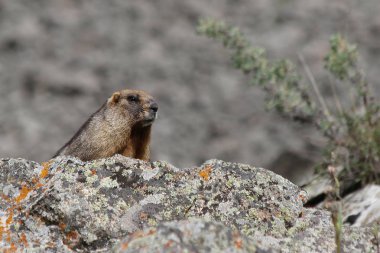 Gri Marmot (Marmota baibacina)