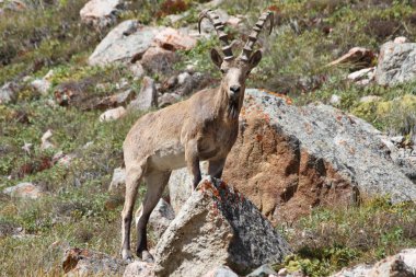 Sibirya dağ keçisi (capra sibirica)