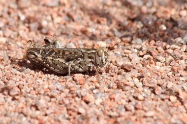 İtalyan Keçiboynuzu (Calliptamus italicus)