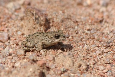 Karakurbağasıdır pewzowi, Bufo pewzowi