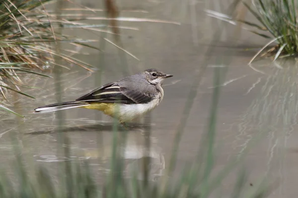 Coda Mozza Grigia Motacilla Cinerea Giovane — Foto Stock