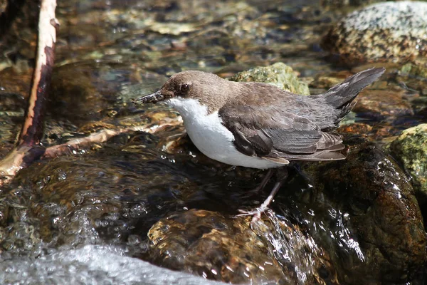 Vit Halsad Dipper Cinclus Cinclus — Stockfoto