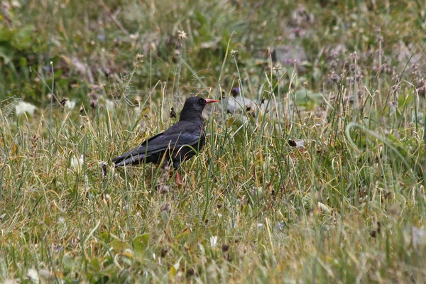 Kırmızı gagalı dağ kargası (Pyrrhocorax pyrrhocorax)