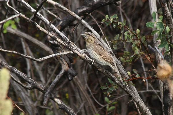 Ευρασιατική Wryneck Jynx Torquilla — Φωτογραφία Αρχείου