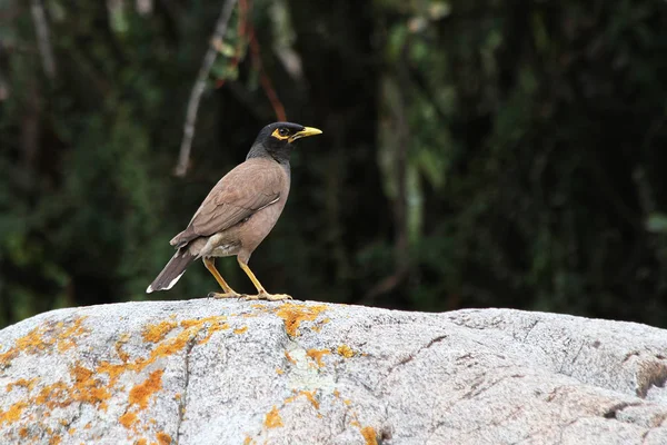 Συχνές Myna Acridotheres Tristis — Φωτογραφία Αρχείου