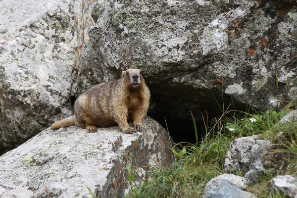 Gri Marmot (Marmota baibacina)